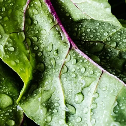 unidad alimentos saludables